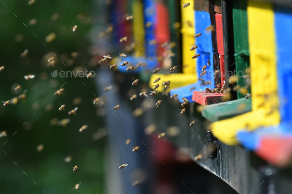 Bees flying around beehive - Stock Photo - Images