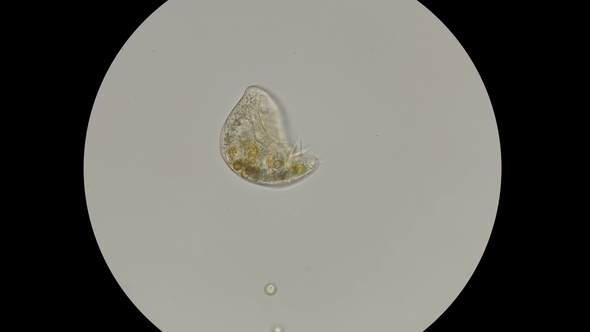 Simplest Micro-organism Living in Ponds Under the Microscope alt