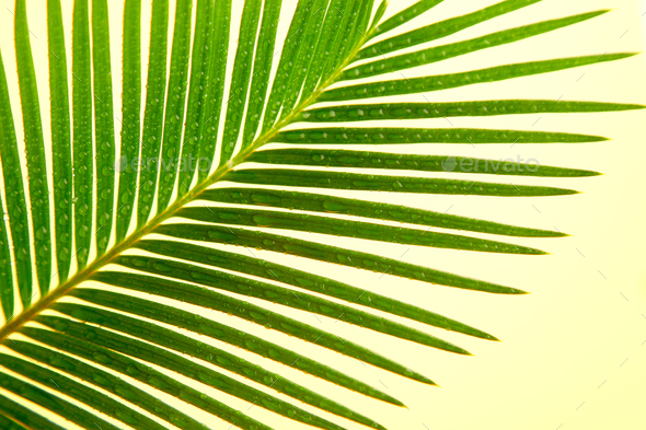 Palm leaf on yellow paper background Stock Photo by bondarillia | PhotoDune