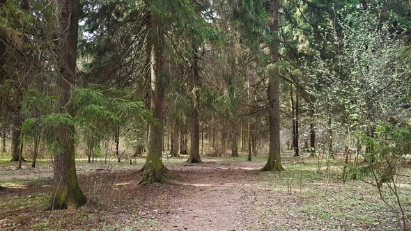 Fragments of Spruce Forest in Early Spring