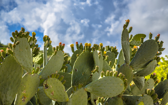 Indian fig cactus pear Stock Photo by CreativeNature_nl | PhotoDune