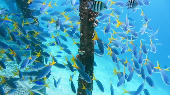 Swarm of Yellow Tail Fusilier, Caesio Cuning, Swimming Near Pier Pole, Raja Ampat, Indonesia alt