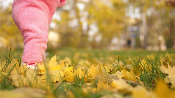 Feet of Baby Walk Along Autumn Leaves
