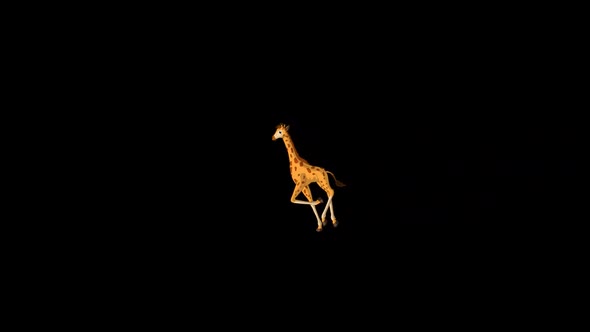 Little baby giraffe runs back and forth alpha matte extreme long shot