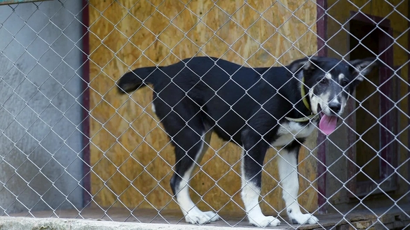 Dog in Cage at Animal Shelter