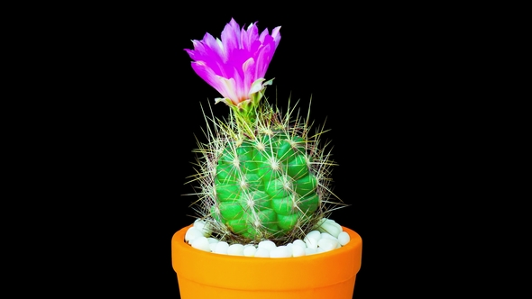 Cactus or Cacti Flowers