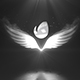 White wings logo reveal