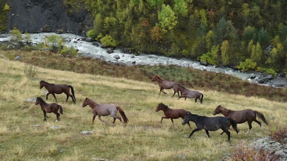 Grazing Horses at the Foot of Ushba Mountain Near the Guli Pass, Svaneti Region of Georgia, Europe