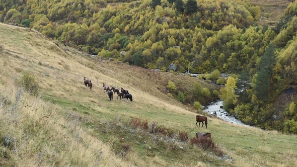 Grazing Horses at the Foot of Ushba Mountain Near the Guli Pass, Svaneti Region of Georgia, Europe