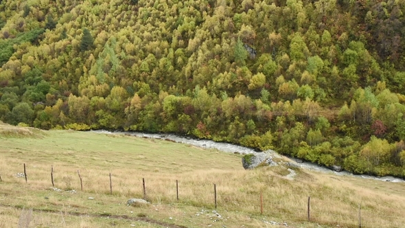 A Huge Forest on the Hillside of Ushba Mountain Near the Guli Pass, Svaneti Region of Georgia