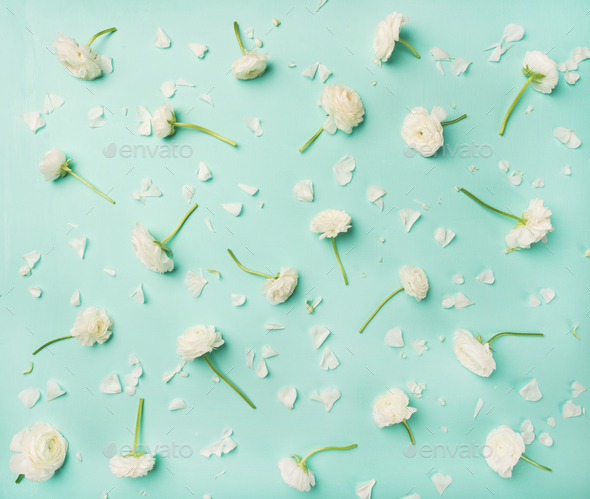 Flat-lay of white ranunculus flowers over blue background - Stock Photo - Images