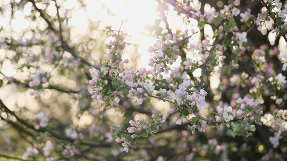 Flowering Branches of Apple Tree alt