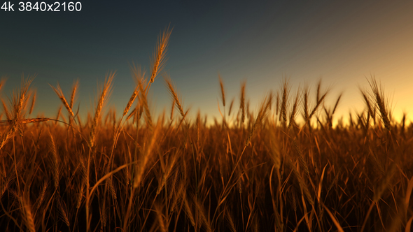 Wheat Field 4k