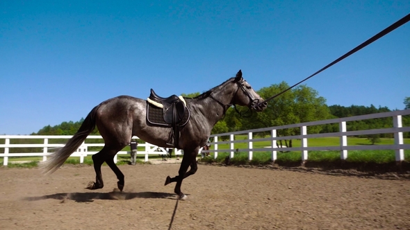 Training of the Horse Running in a Small Circle alt