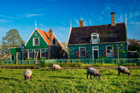 Sheeps grazing near farm houses in the museum village of Zaanse - Stock Photo - Images