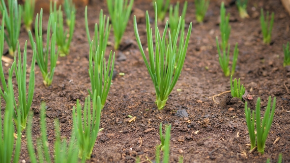 View Of Green Onions Growing In Greenhouses, Stock Footage | VideoHive