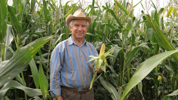 Portrait of an Elderly Farmer In A Hat Smile Holds Cob Corn, Stock Footage