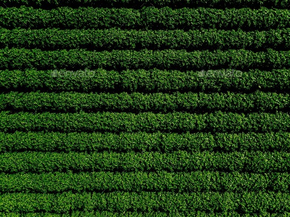 Green country field of potato with row lines, top view, aerial photo Stock Photo by nblxer