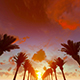 Palms Sunrise - VideoHive Item for Sale