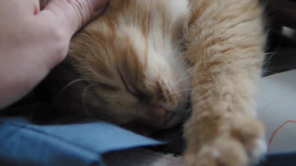 Cute Ginger Cat Dozing on Dark Blue Fabric. Close Up Slow Motion Footage of Fluffy Pet. Man Stroking alt