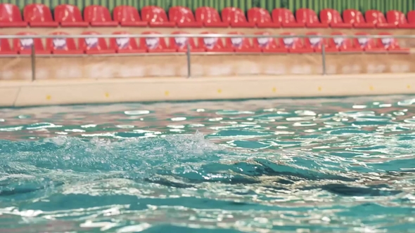 Dolphin Swimming Underwater Pool and Playing with Ring in Dolphinarium