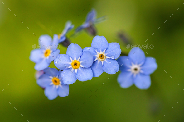 Forget-me-not - Stock Photo - Images