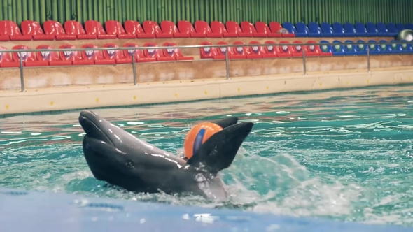 Dolphin Holding Ball with Fins During Training in Swimming Pool in Dolphinarium alt