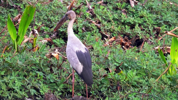 Asian Openbill Bird (Anastomus Oscitans) in Nature at Thale Noi Waterfowl Reserve Lake, Thailand alt