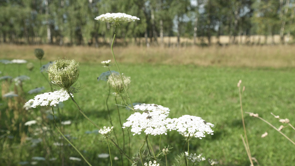 Flies on a White Flower