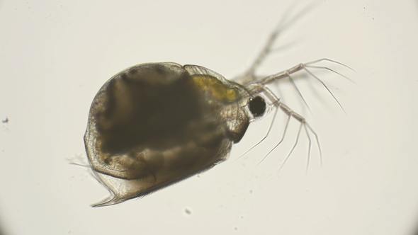 Water Flea Daphnia Under a Microscope alt
