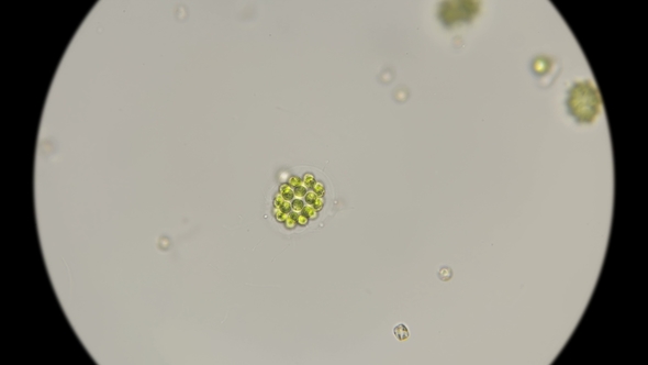 Algae Eudorina Elegans Under a Microscope alt