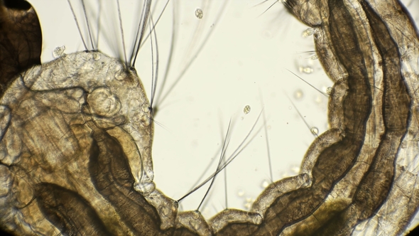Larva of a Mosquito Under a Microscope alt