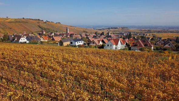 Flight Over Autumn Riquewihr Vineyards, Alsace, France alt