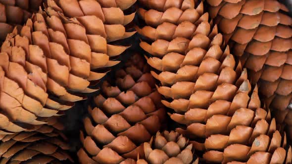 A Lot of Beautiful Cone Closeup in Autumn Spinning Outdoors and Smell October. alt