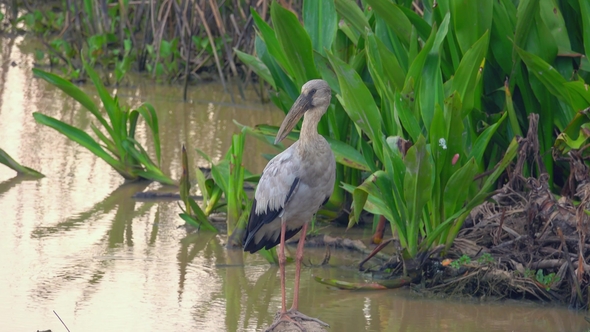 Asian Openbill Bird (Anastomus Oscitans) in Nature at Thale Noi Waterfowl Reserve Lake, Thailand alt