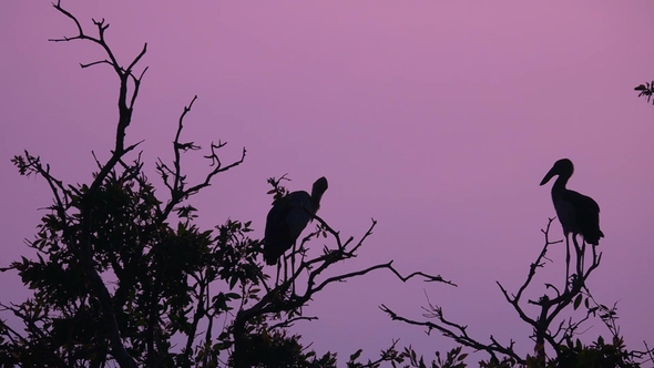 Silhouette of Asian Openbill Birds (Anastomus Oscitans) at Sunrise Sitting on Tree at Thale Noi