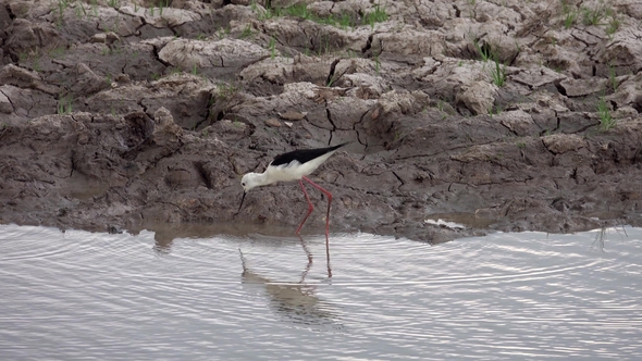 Black-winged Stilt Bird (Himantopus Himantopus) in Nature at Thale Noi Waterfowl Reserve Lake alt
