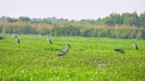 Flock of Asian Openbill Birds (Anastomus Oscitans) in Nature at Thale Noi Waterfowl Reserve Lake alt