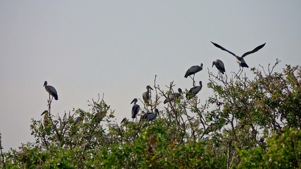Flock of Asian Openbill Birds (Anastomus Oscitans) Sitting on Tree at Thale Noi Waterfowl Reserve