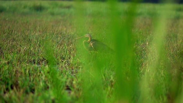 Oriental Darter (Anhinga Melanogaster) Bird in Nature at Thale Noi Waterfowl Reserve Lake, Thailand alt
