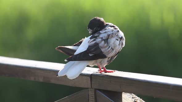 Beautiful Pigeon Cleans Feathers Sitting in the Park alt