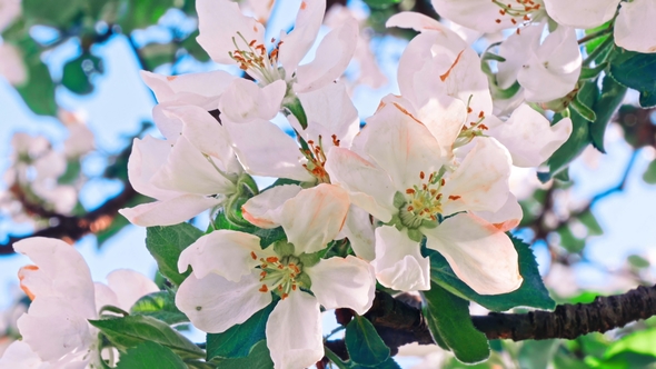 Apple Trees Flowers. the Seed-bearing Part of a Plant alt