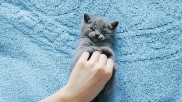 Girl Playing with Kitten