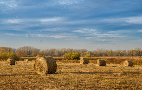 Hay Bales In A Autumn Field Stock Photo By Coprid Photodune