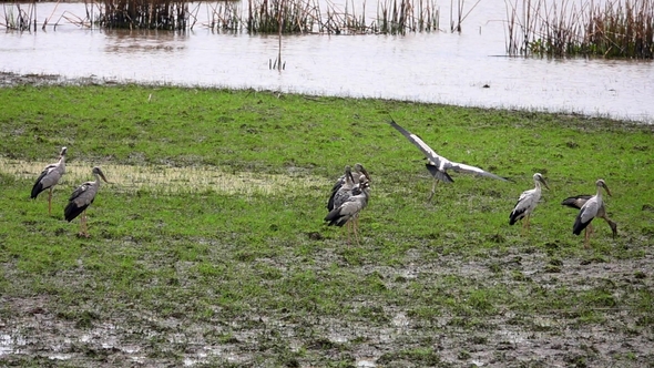 Flock of Asian Openbill Birds (Anastomus Oscitans) in Nature at Thale Noi Waterfowl Reserve Lake alt