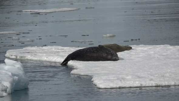 Weddell Seal Laying on the Ice