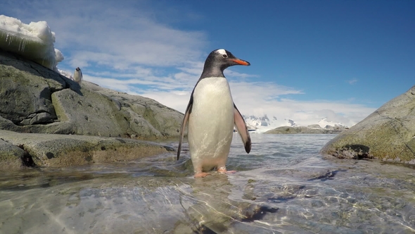 Gentoo Penguin Jump Out the Water