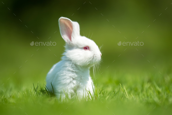 Baby white rabbit in grass Stock Photo by byrdyak | PhotoDune