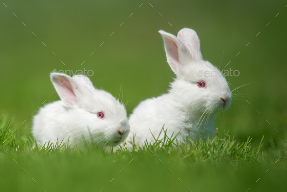 Baby white rabbit in grass Stock Photo by byrdyak | PhotoDune