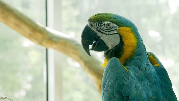 Parrot Macaw Sitting in the Zoo